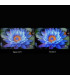 Découvrez la magie visuelle avec Xiaomi S 2025 75" 4K UHD MiniLED