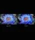 Découvrez le Xiaomi S ELA5666EU 2025 : TV LED 4K UHD 55", une expérience de vision haut de gamme
